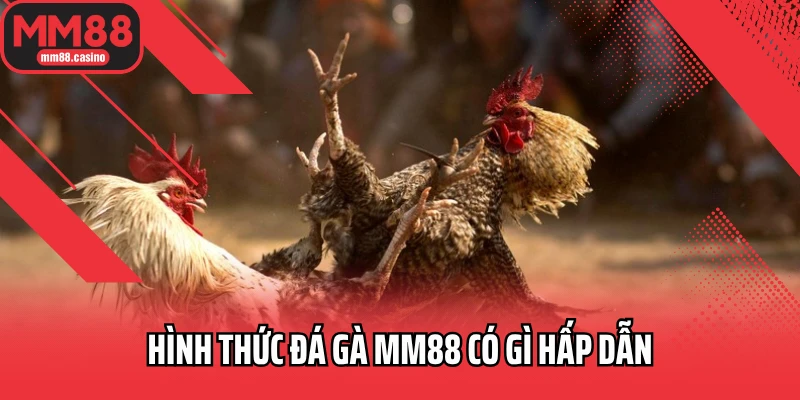Hình thức đá gà MM88 có gì hấp dẫn Hình thức đá gà MM88 có gì hấp dẫn