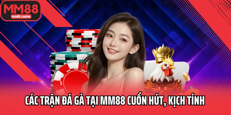 Các trận đá gà tại MM88 cuốn hút, kịch tính