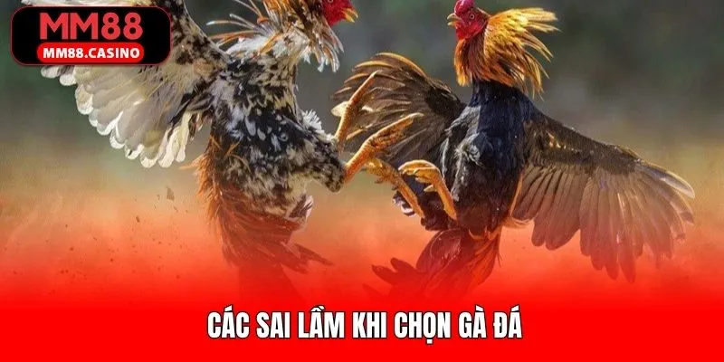 Ảnh đại diện Các Sai Lầm Khi Chọn Gà Đá