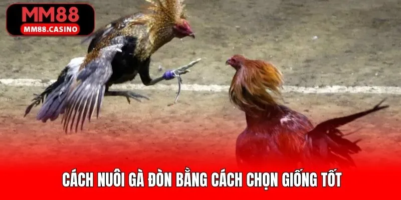 Lựa chọn giống gà đòn phù hợp để nuôi dưỡng